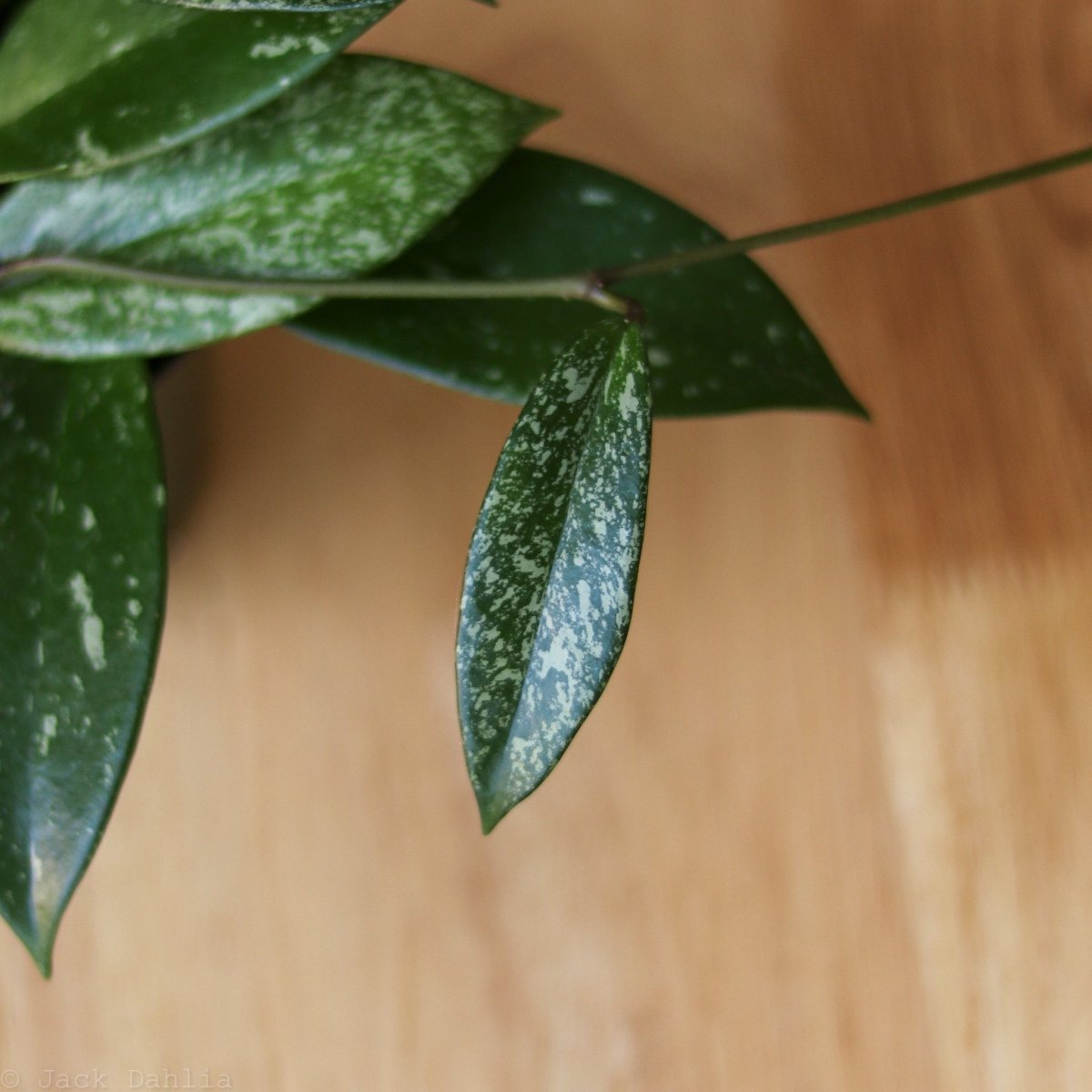 Hoya pubicalyx 'Splash' – Wax Plant | Silver-Speckled Hoya – Ed's