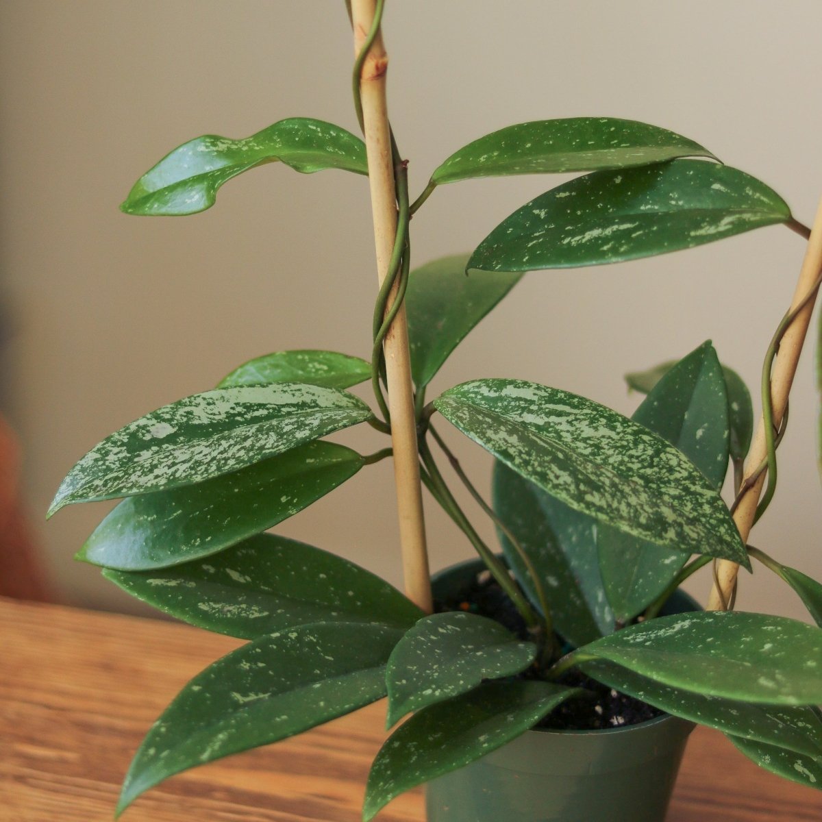Hoya pubicalyx 'Splash' – Wax Plant | Silver-Speckled Hoya – Ed's