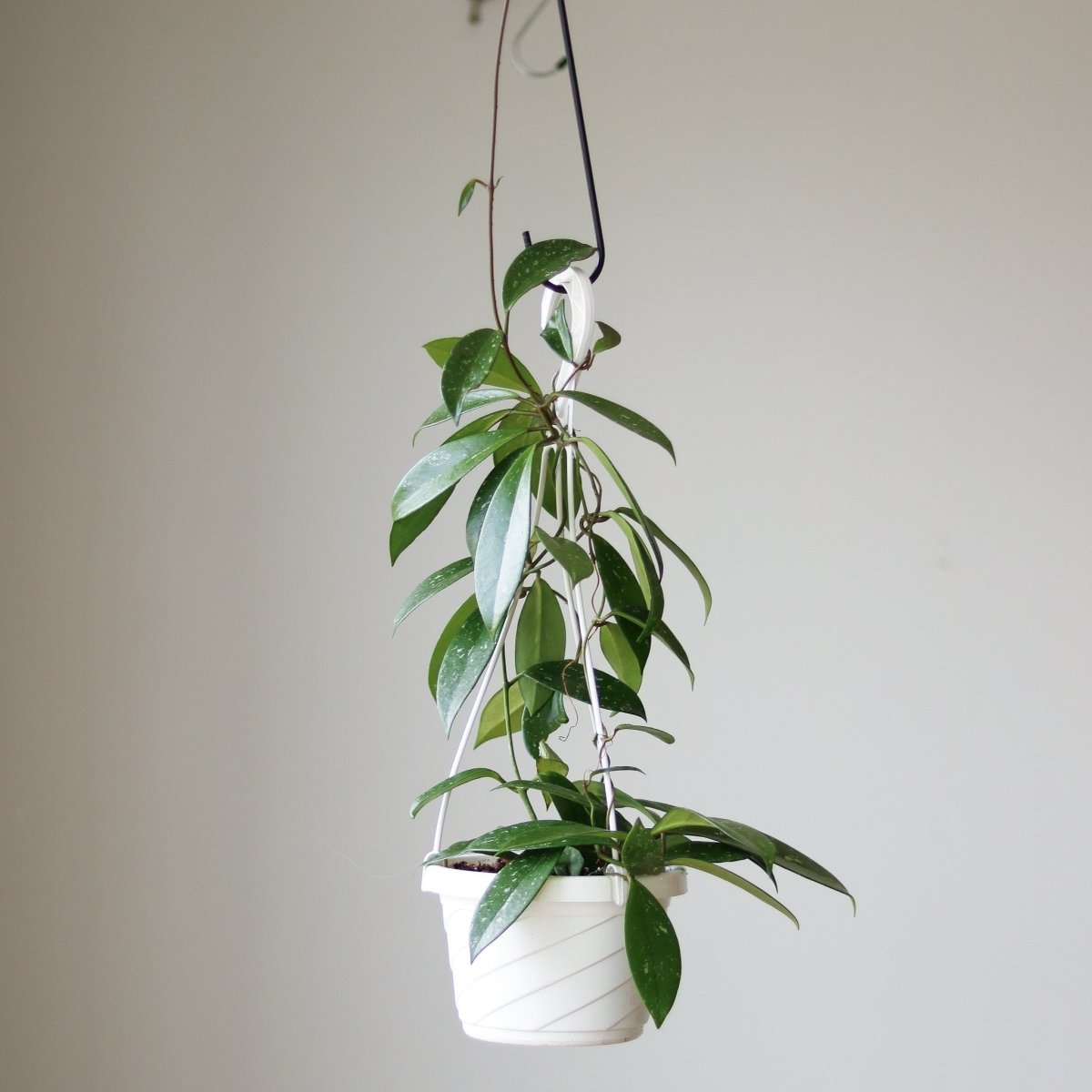 Hoya pubicalyx 'Splash' – Wax Plant | Silver-Speckled Hoya – Ed's