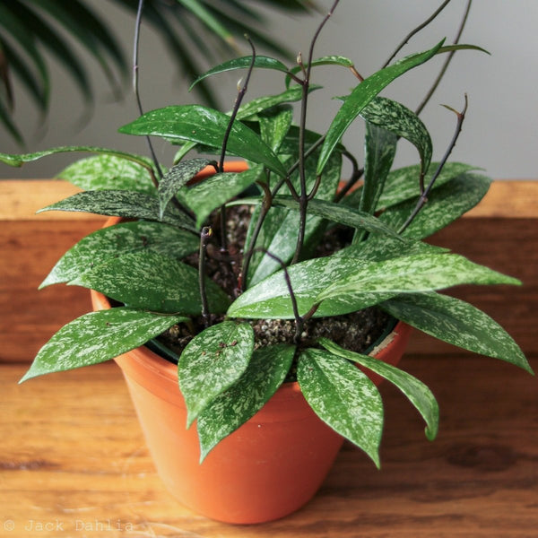 Closeup of Hoya Pubicalyx 'Splash' Wax Plant in Terra Cotta Pot