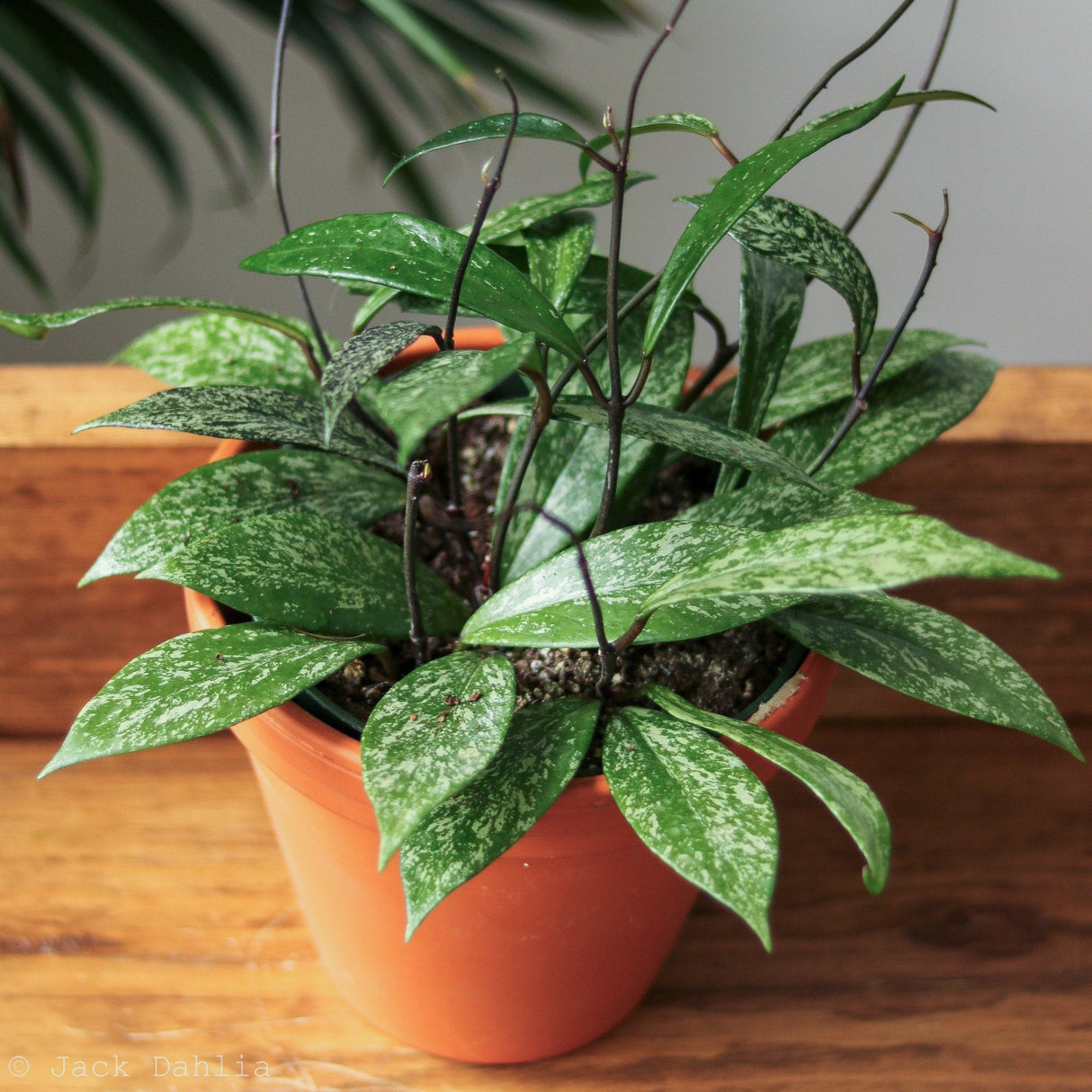 Hoya Pubicalyx 'Splash' Wax Plant