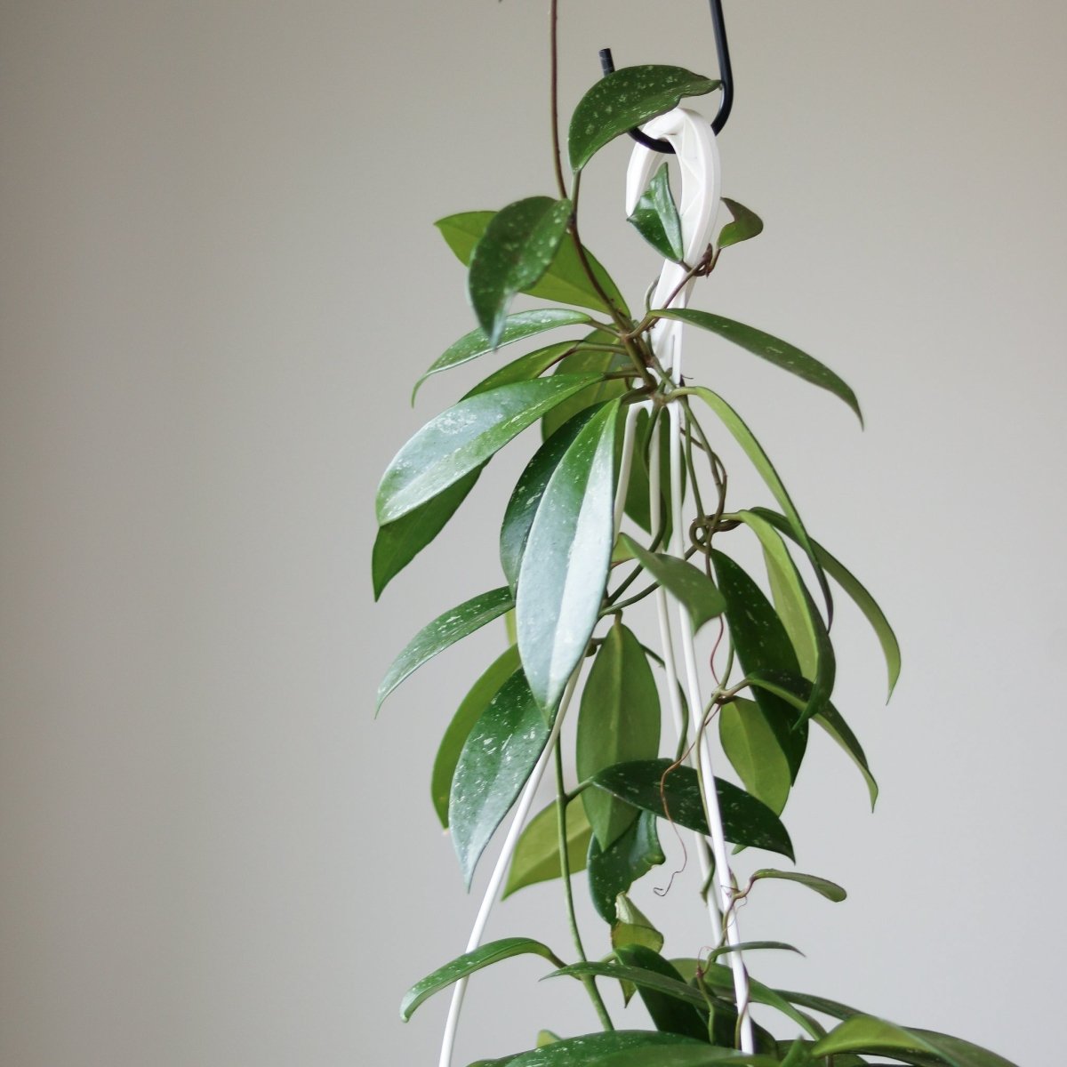 Hoya pubicalyx 'Splash' – Wax Plant | Silver-Speckled Hoya – Ed's