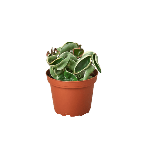 Ed's Plant Shop Hoya Rope