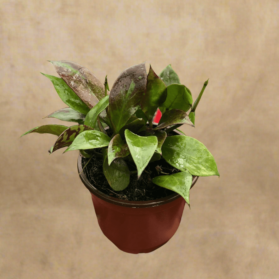 hybrid indoor plants Hoya 'Sunrise'