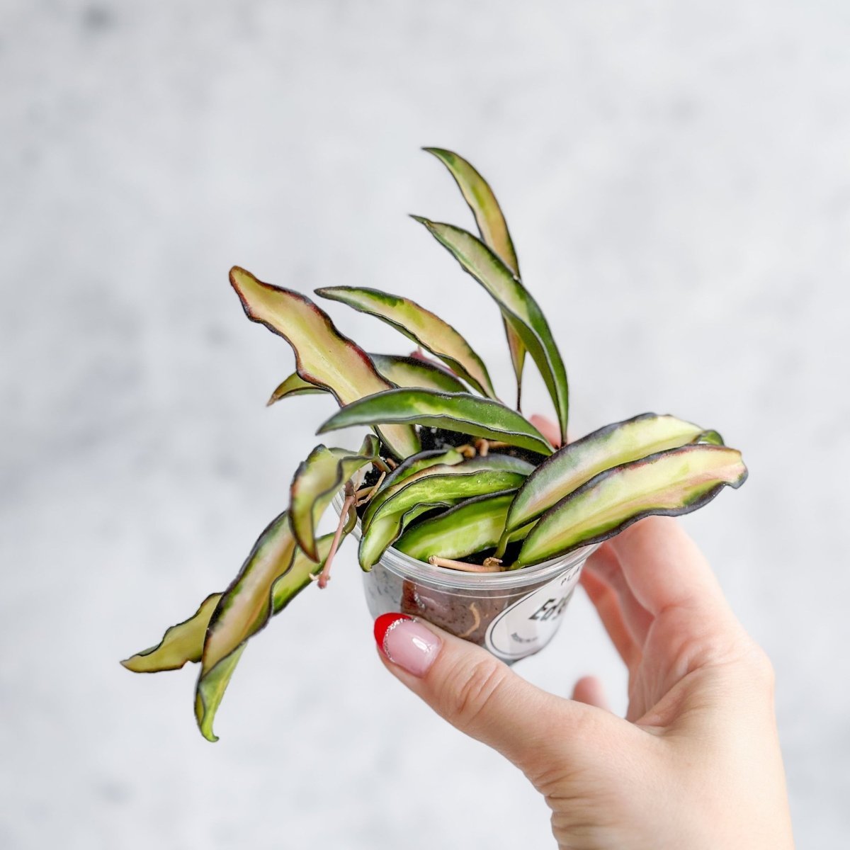 Hoya Wayetii Tricolor Variegated - Ed's Plant Shop