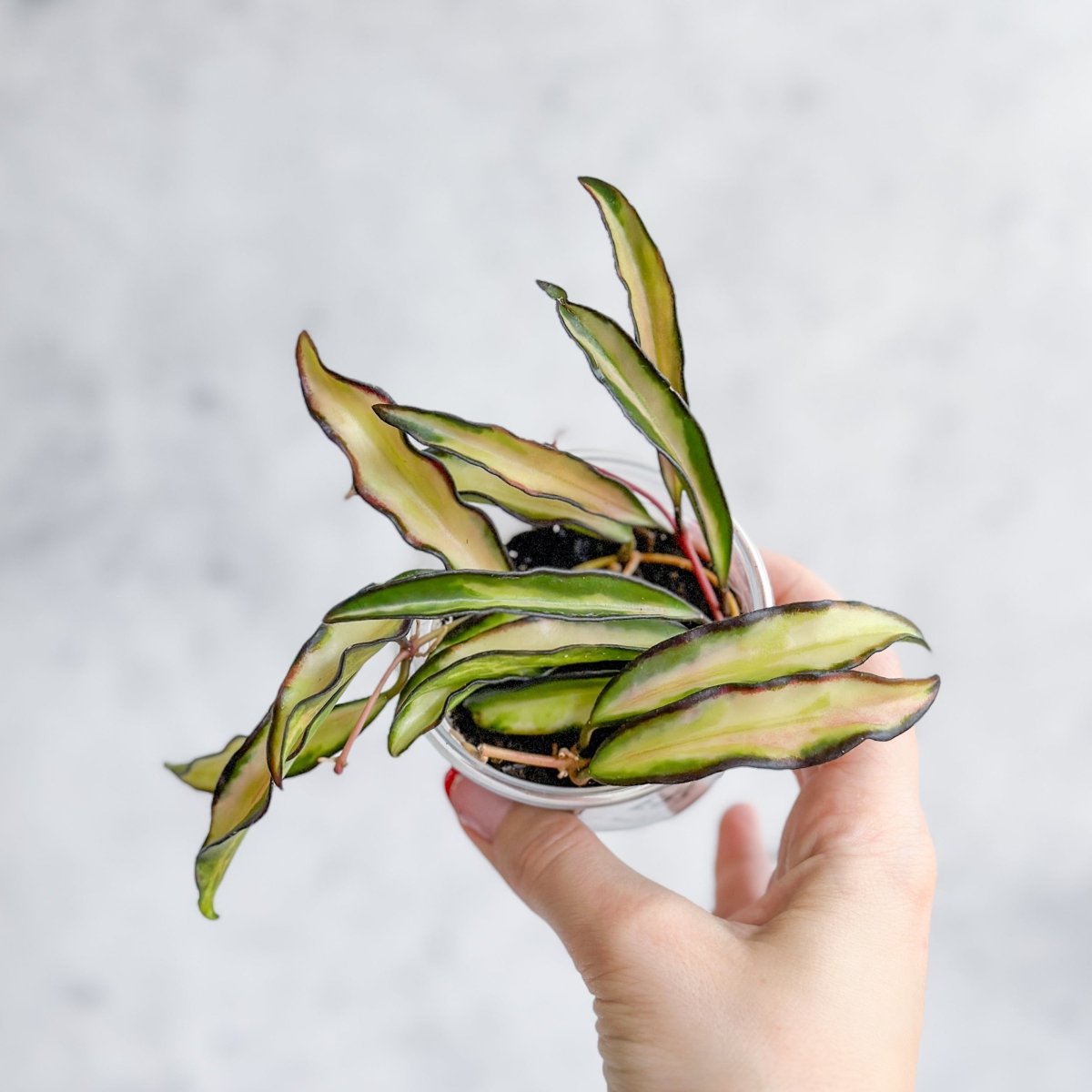 Hoya Wayetii Tricolor Variegated - Ed's Plant Shop