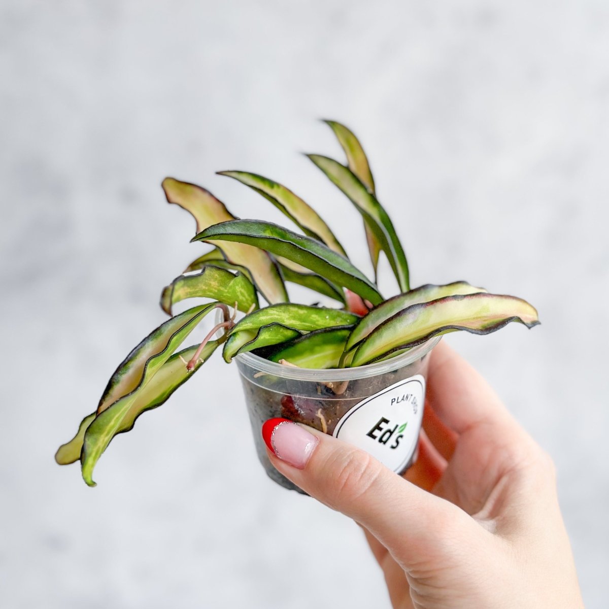 image.title Hoya Wayetii Tricolor