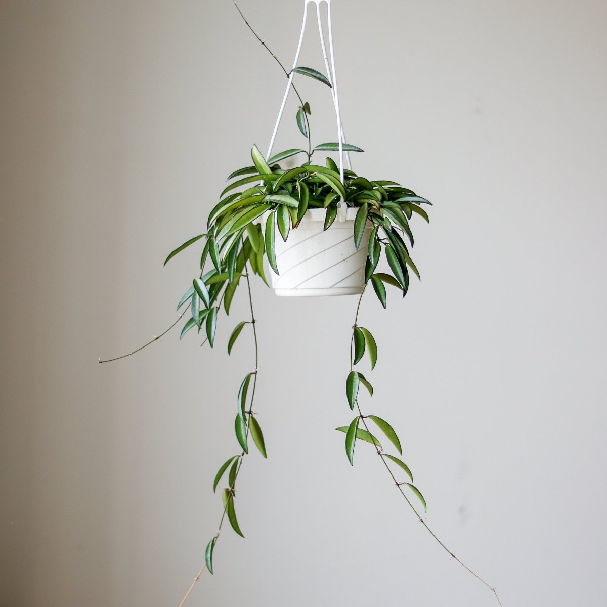 hanging wax plant Hoya Wayetti