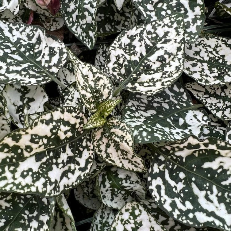 Hypoestes Phyllostachya 'Polka Dot Plant' - Ed's Plant Shop