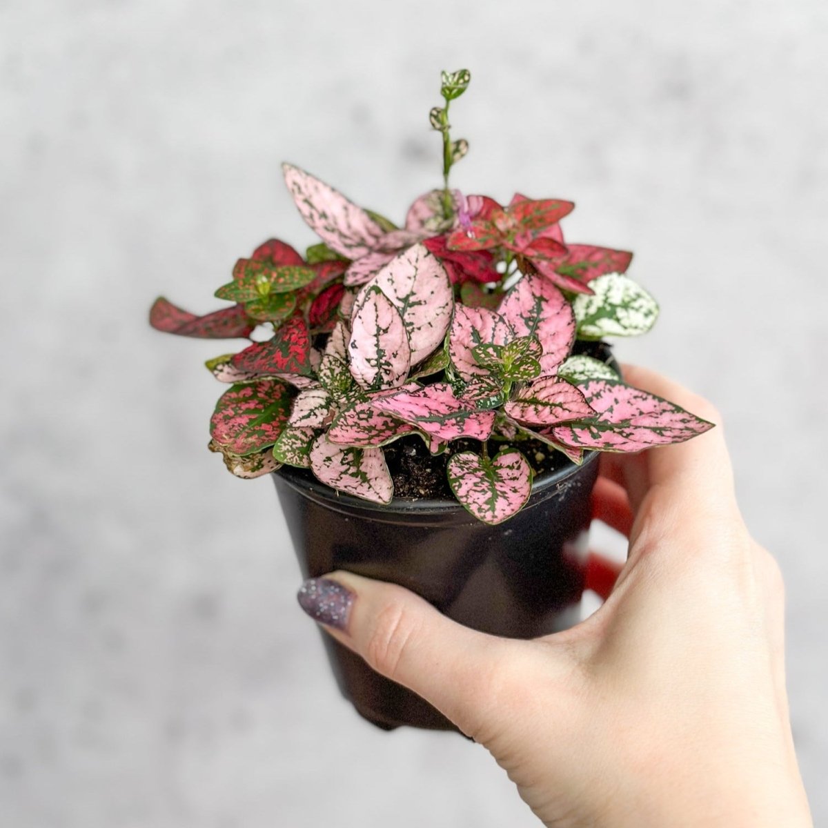 potted polka dot plant Hypoestes Phyllostachya 'Polka Dot Plant'
