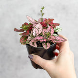 Hypoestes Phyllostachya 'Polka Dot Plant' - 4 Inch - Ed's Plant Shop