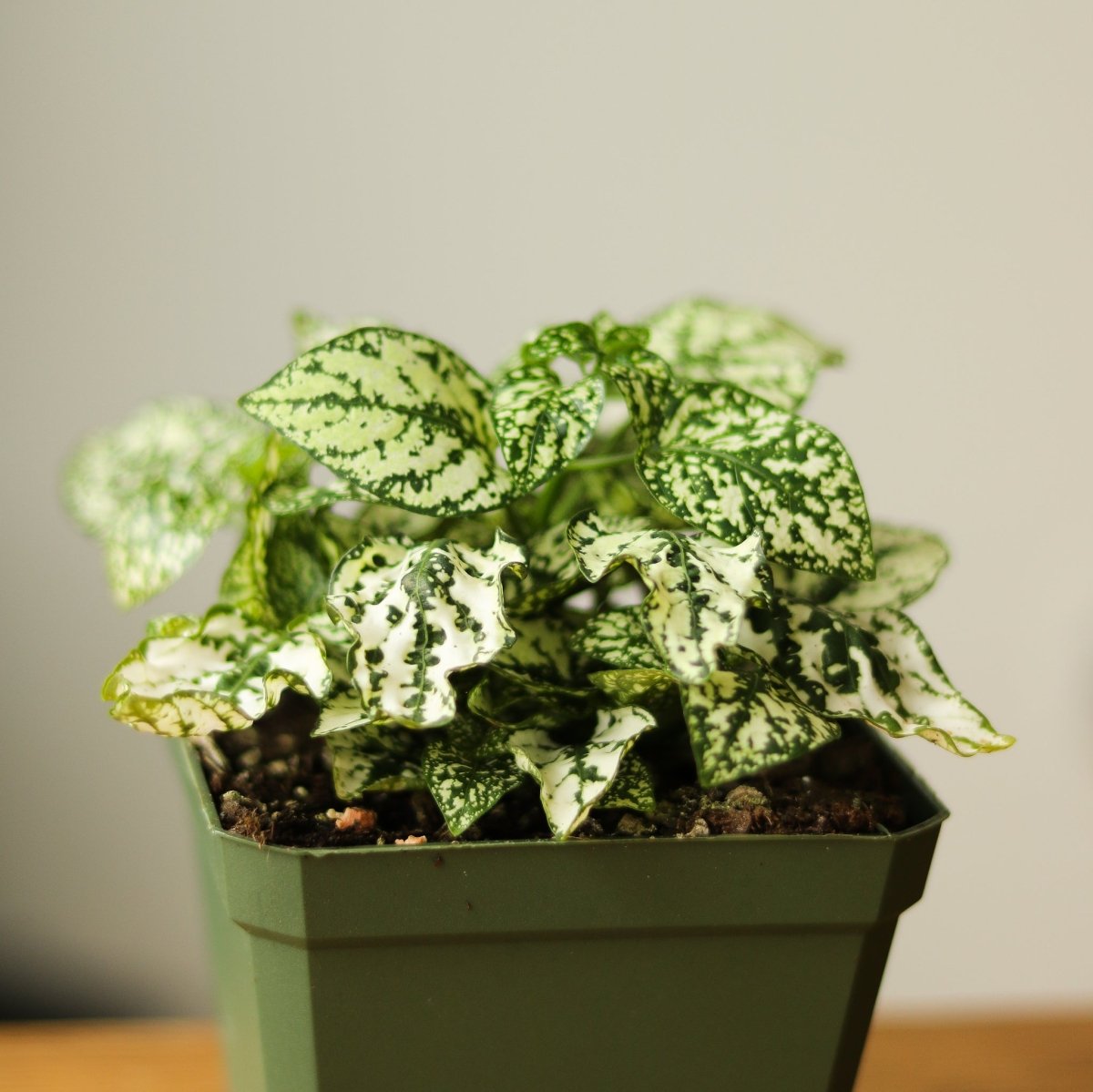 Hypoestes Phyllostachya 'Polka Dot Plant' - 4 Inch - Ed's Plant Shop