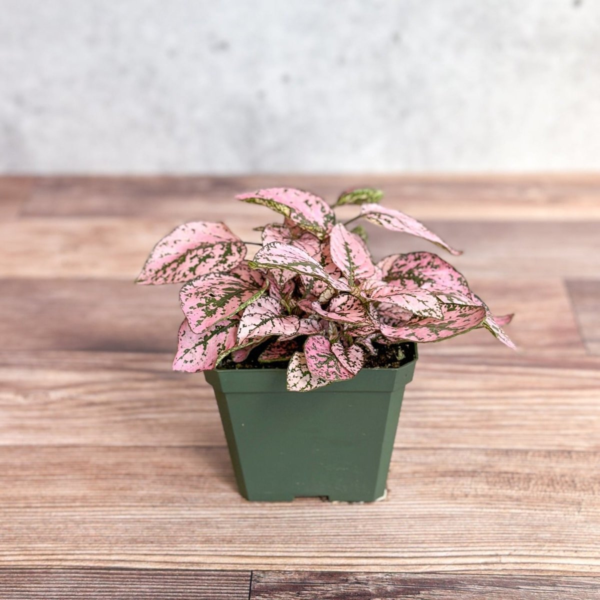 house plant with pink spots Polka Dot Plant for Sale