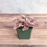 Hypoestes Phyllostachya 'Polka Dot Plant' - 4 Inch - Ed's Plant Shop