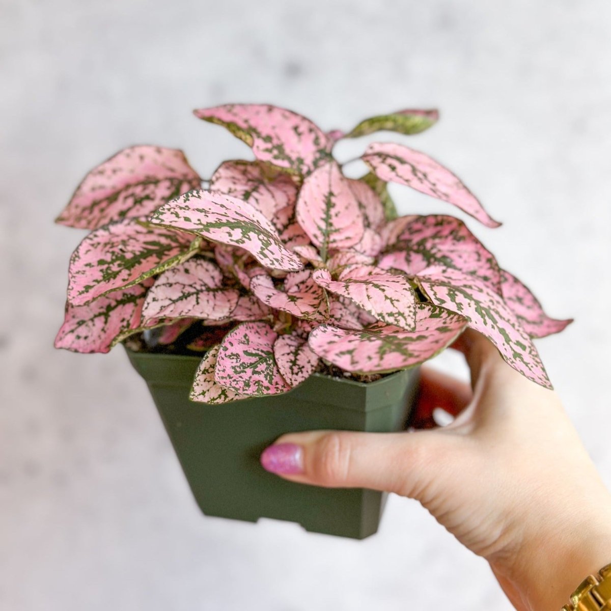 polka dot plant indoor or outdoor Hypoestes phyllostachya 4in Pink Splash Polka Dot Plant