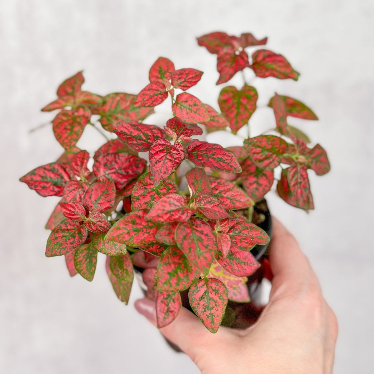 Hypoestes Phyllostachya 'Polka Dot Plant' - 4 Inch - Ed's Plant Shop