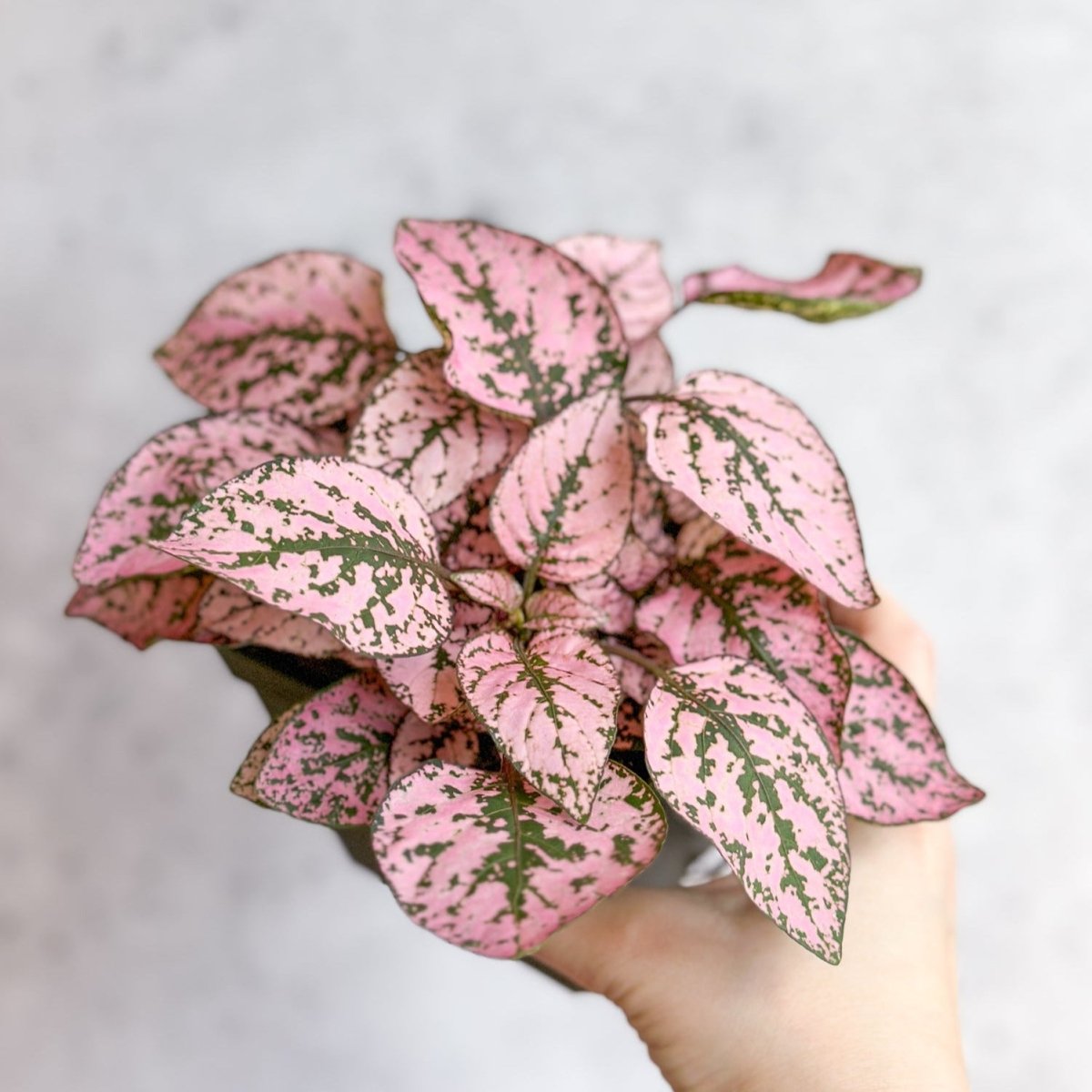 pothos with pink Hypoestes phyllostachya 4in Pink Splash Polka Dot Plant