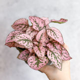 Hypoestes Phyllostachya 'Polka Dot Plant' - 4 Inch - Ed's Plant Shop