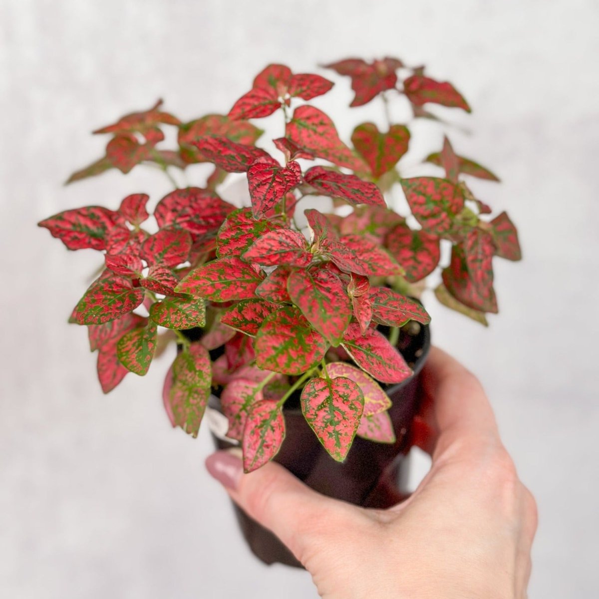 Hypoestes Phyllostachya 'Polka Dot Plant' - 4 Inch - Ed's Plant Shop