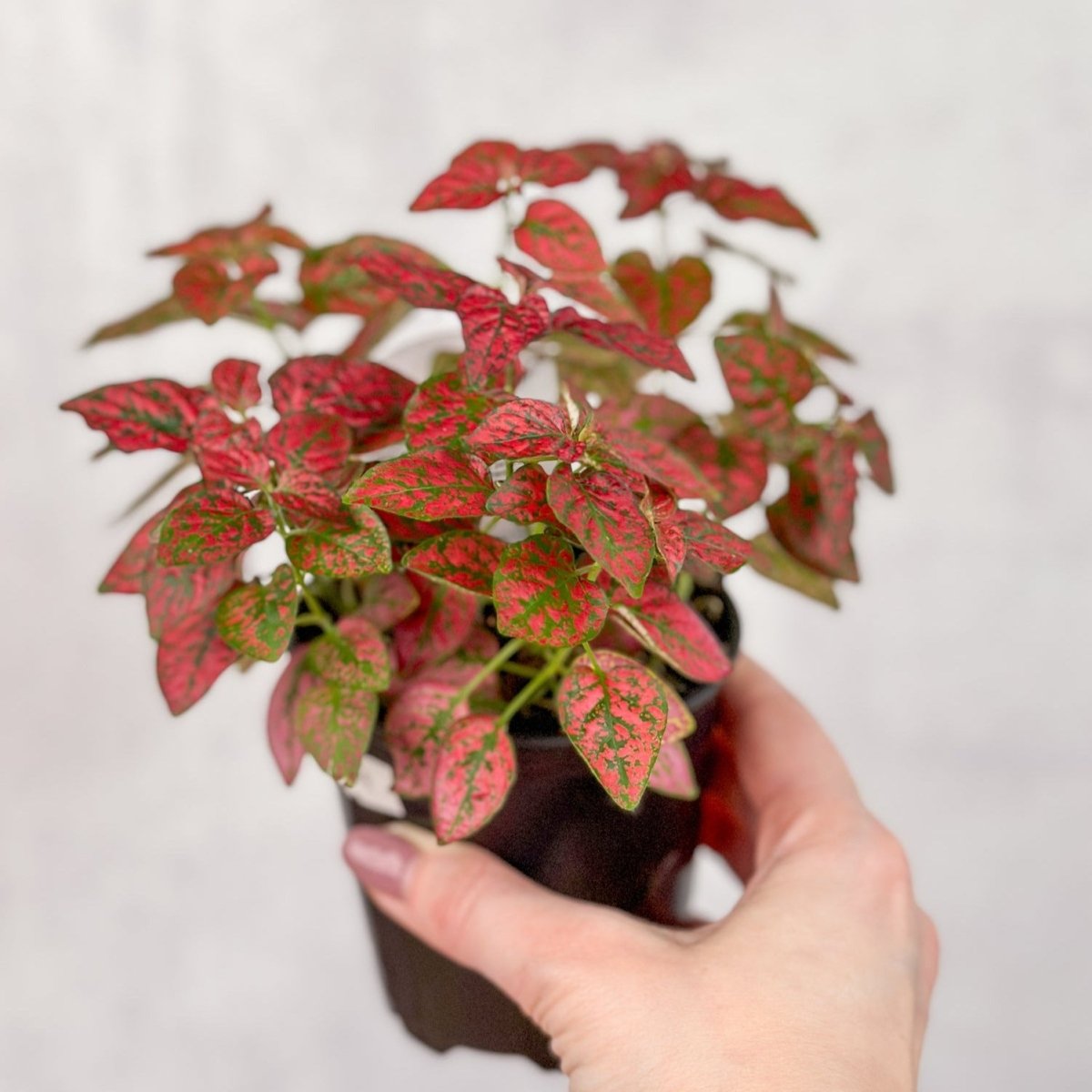 Hypoestes Phyllostachya 'Polka Dot Plant' - 4 Inch - Ed's Plant Shop