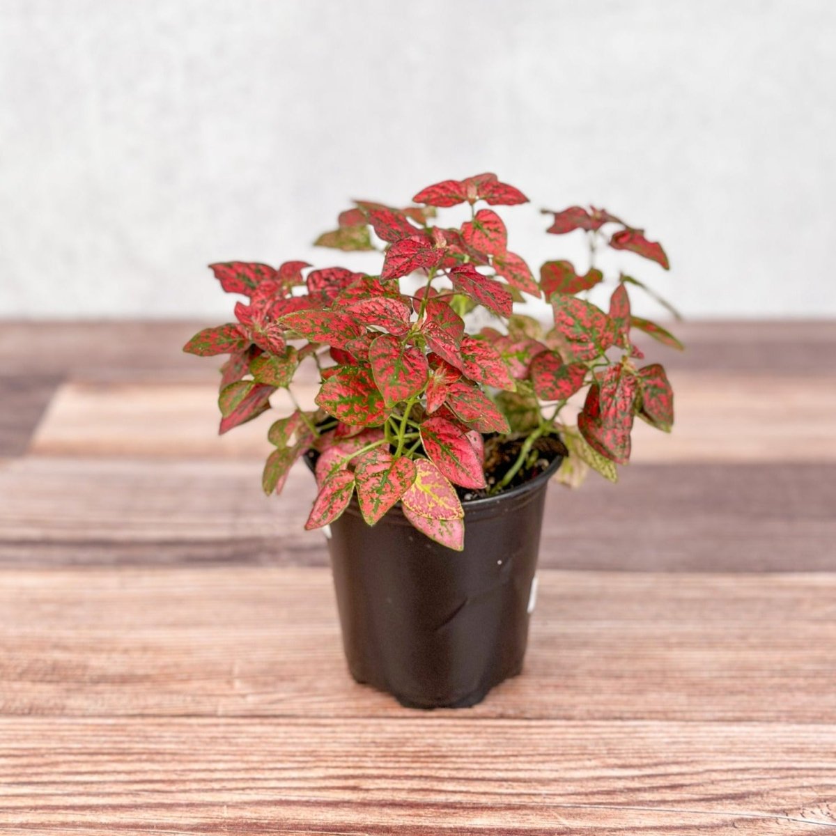 Hypoestes Phyllostachya 'Polka Dot Plant' - Ed's Plant Shop