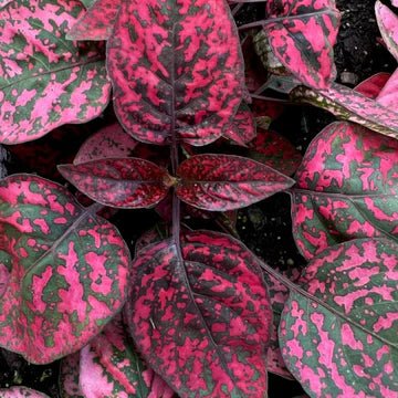 Hypoestes Phyllostachya 'Polka Dot Plant' - Ed's Plant Shop
