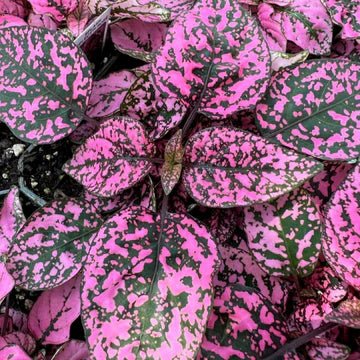 Hypoestes Phyllostachya 'Polka Dot Plant' - Ed's Plant Shop