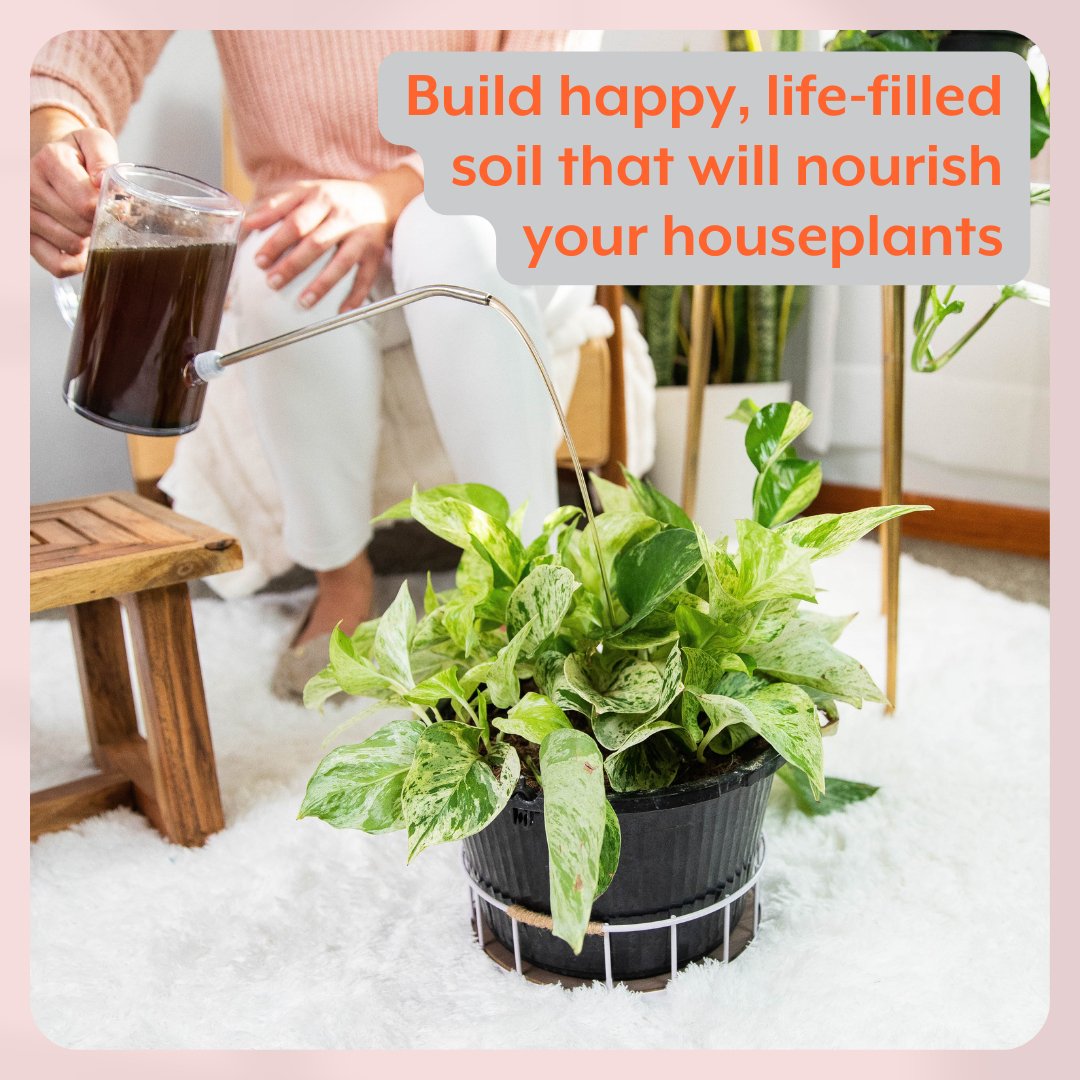 Instant Plant Food - Complete Plant Care Bundle for HOUSEPLANTS - Ed's Plant Shop