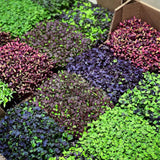 Integrated Dual T8 2FT LED Grow Light (40W Eqv.) – Sun White Pro Spectrum - Ed's Plant Shop