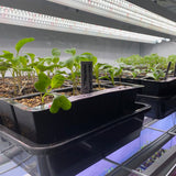 Integrated Dual T8 2FT LED Grow Light (40W Eqv.) – Sun White Pro Spectrum - Ed's Plant Shop