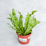 Japanese Asplenium Nidus ‘Crispy Wave Fern’ - Ed's Plant Shop