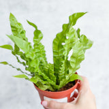 Japanese Asplenium Nidus ‘Crispy Wave Fern’ - 4 Inch - Ed's Plant Shop