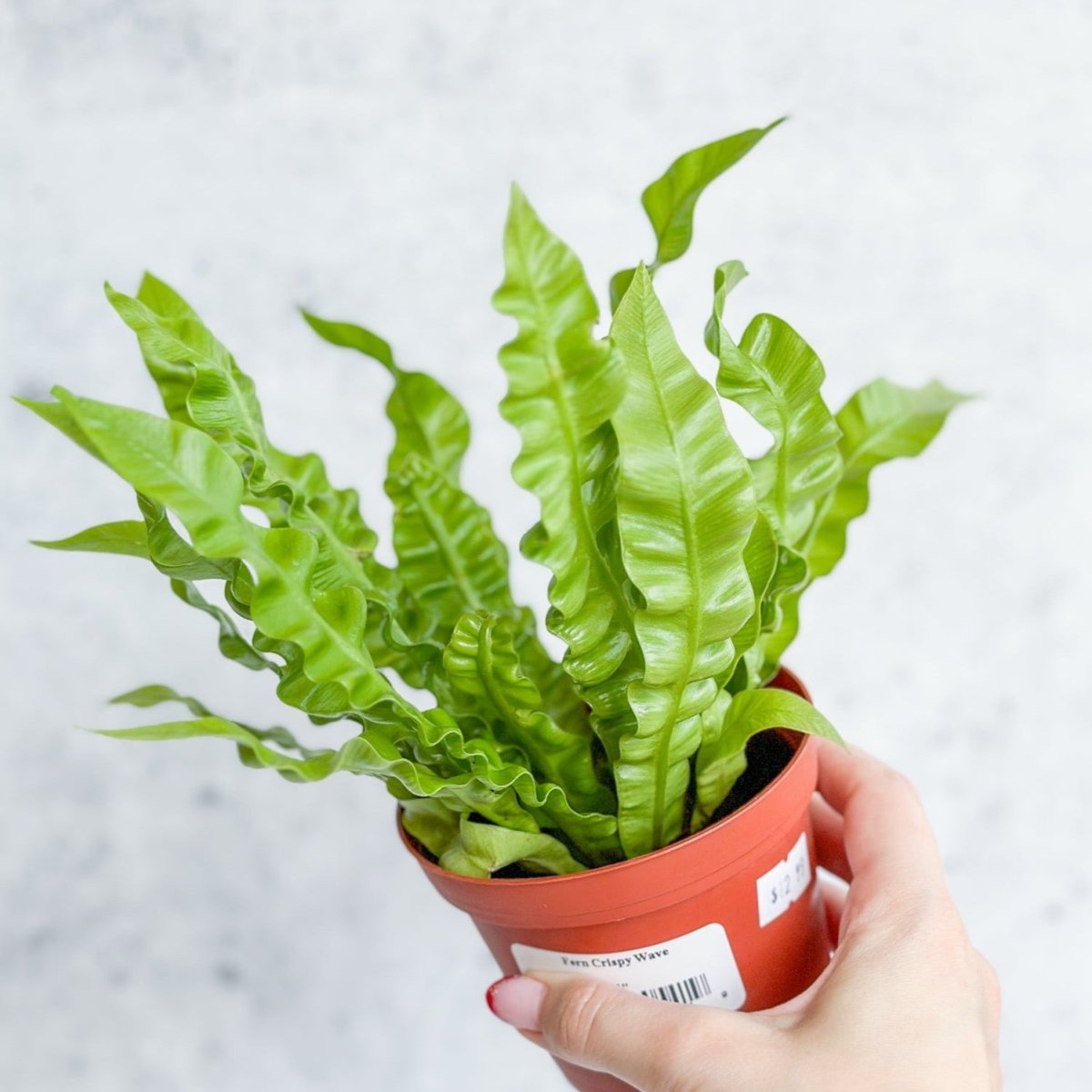 Japanese Asplenium Nidus ‘Crispy Wave Fern’ - 4 Inch - Ed's Plant Shop