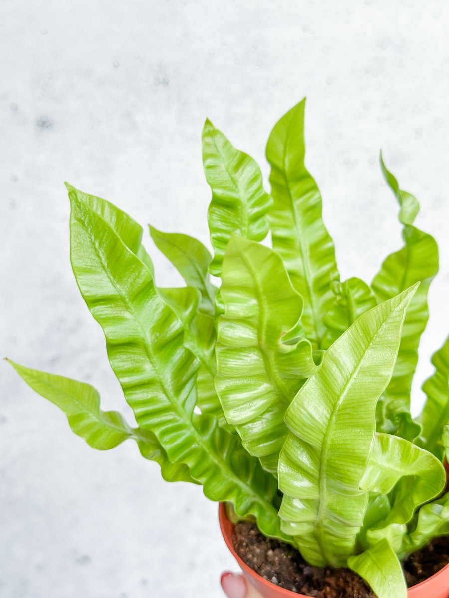 Japanese Asplenium Nidus ‘Crispy Wave Fern’ - Ed's Plant Shop