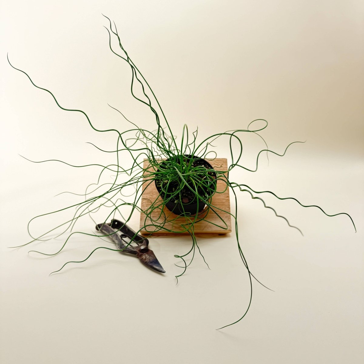 curly grass indoor plant Juncus ‘Spiralis’ (Corkscrew Plant)