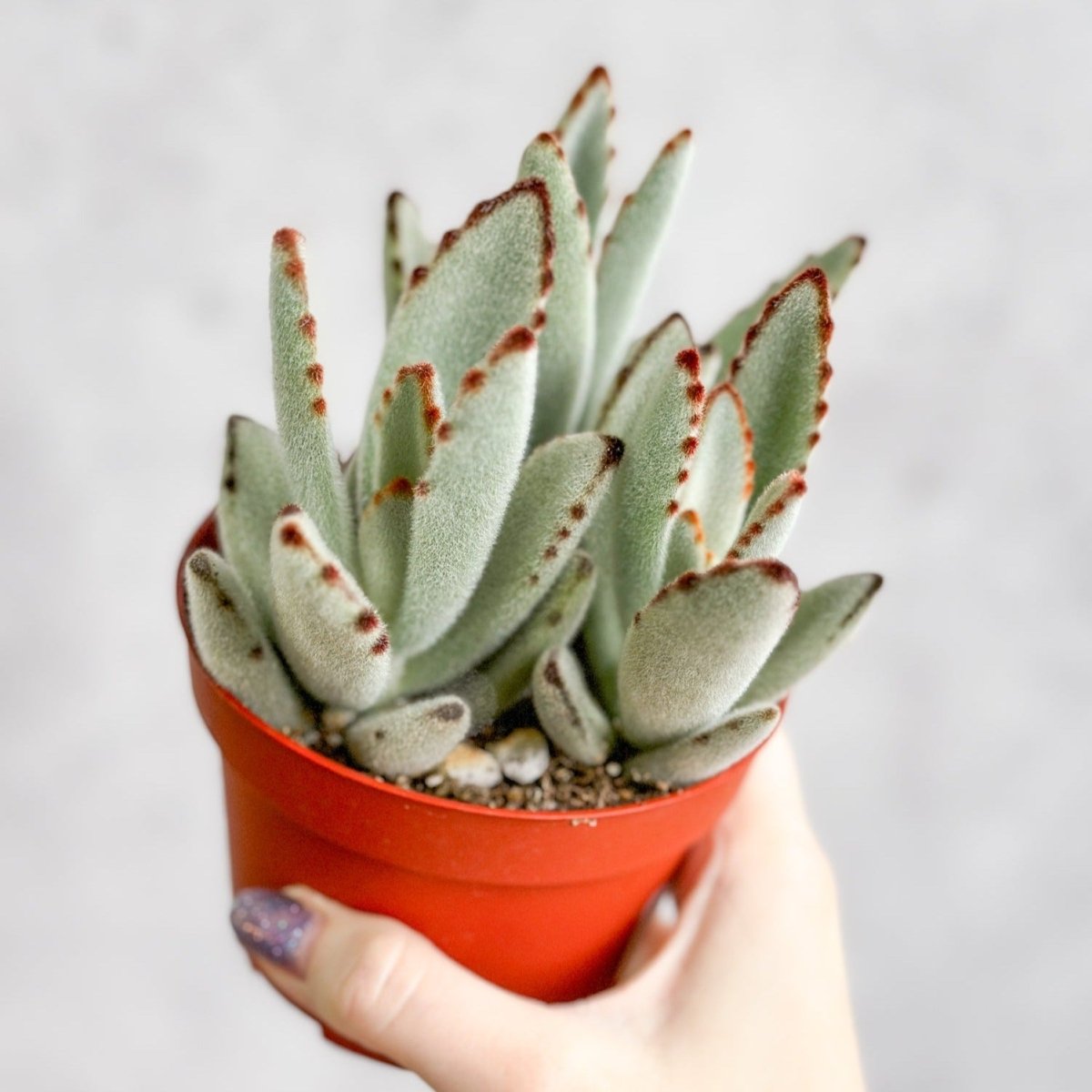 white panda succulent Panda Plant Kalanchoe 4 inch / No Pot by Succulents Box