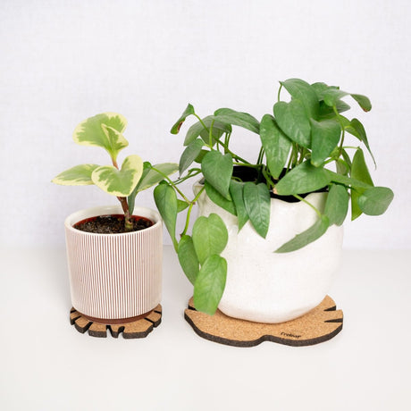 Kostr™ – Set of 4 Sustainable Cork Plant Coasters - Ed's Plant Shop