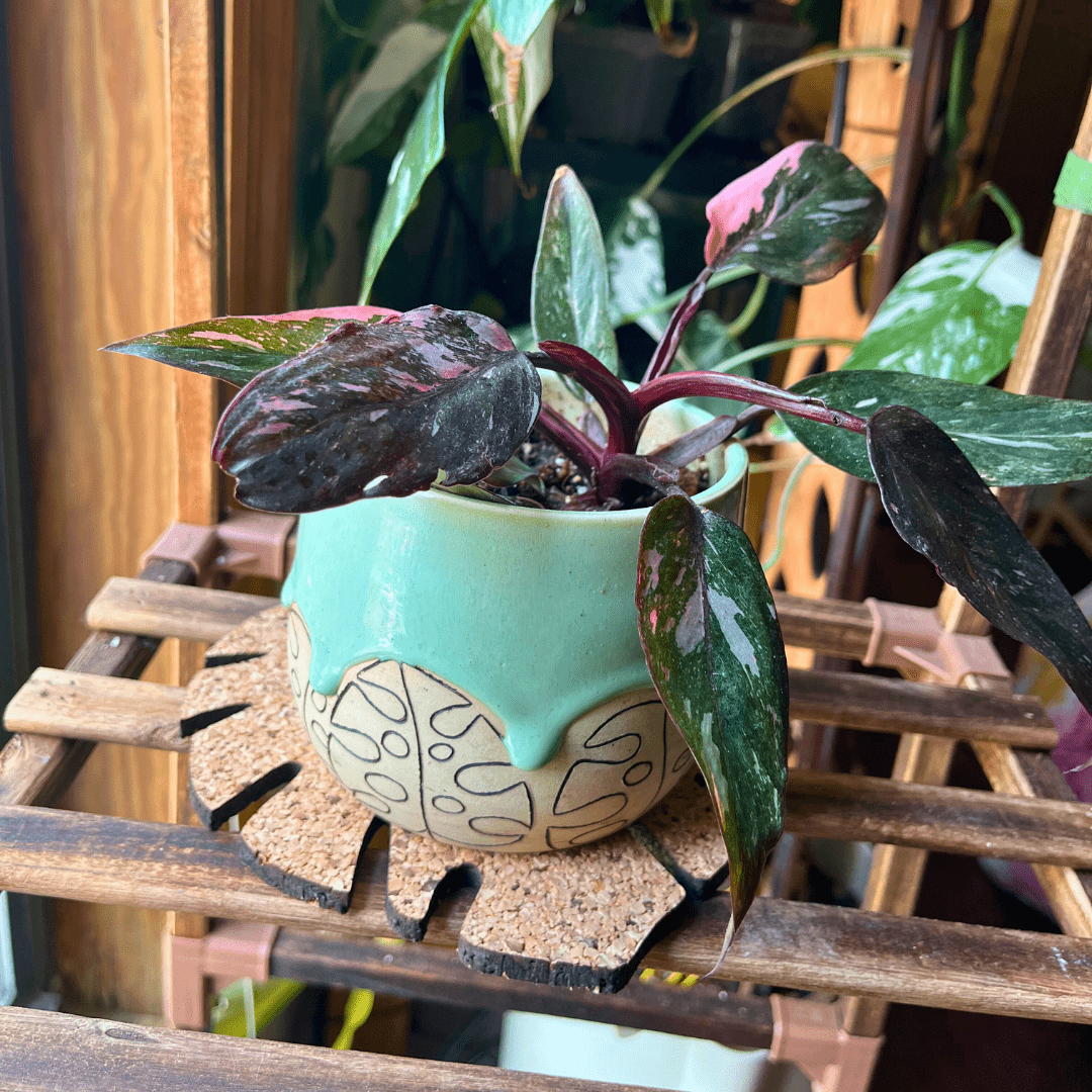 Kostr™ – Set of 4 Sustainable Cork Plant Coasters - Ed's Plant Shop