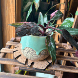 Kostr™ – Set of 4 Sustainable Cork Plant Coasters - Ed's Plant Shop