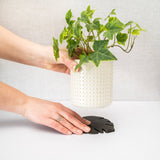 Kostr – The Sustainable Plant Pot Coaster - Monstera Leaf - Ed's Plant Shop