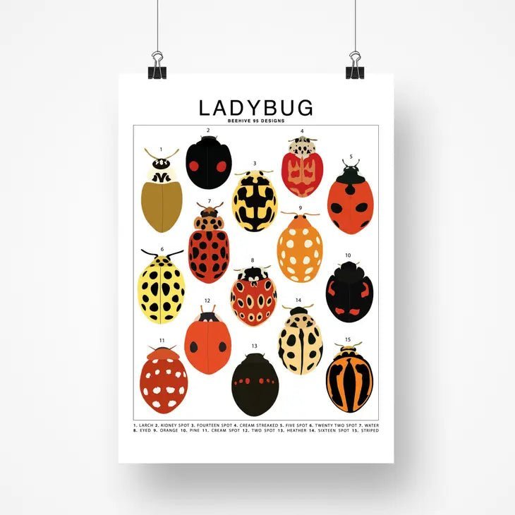 Ladybug Species ID Chart - Insects Fauna Art Print 8x10 - Ed's Plant Shop