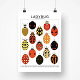 Ladybug Species ID Chart - Insects Fauna Art Print 8x10 - Ed's Plant Shop