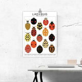 Ladybug Species ID Chart - Insects Fauna Art Print 8x10 - Ed's Plant Shop