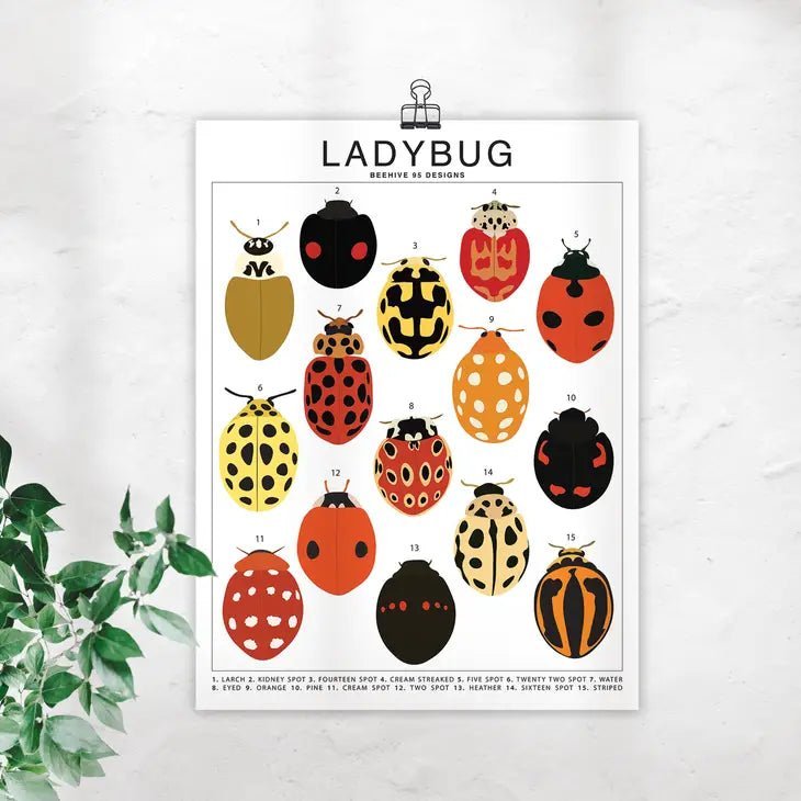 Ladybug Species ID Chart - Insects Fauna Art Print 8x10 - Ed's Plant Shop