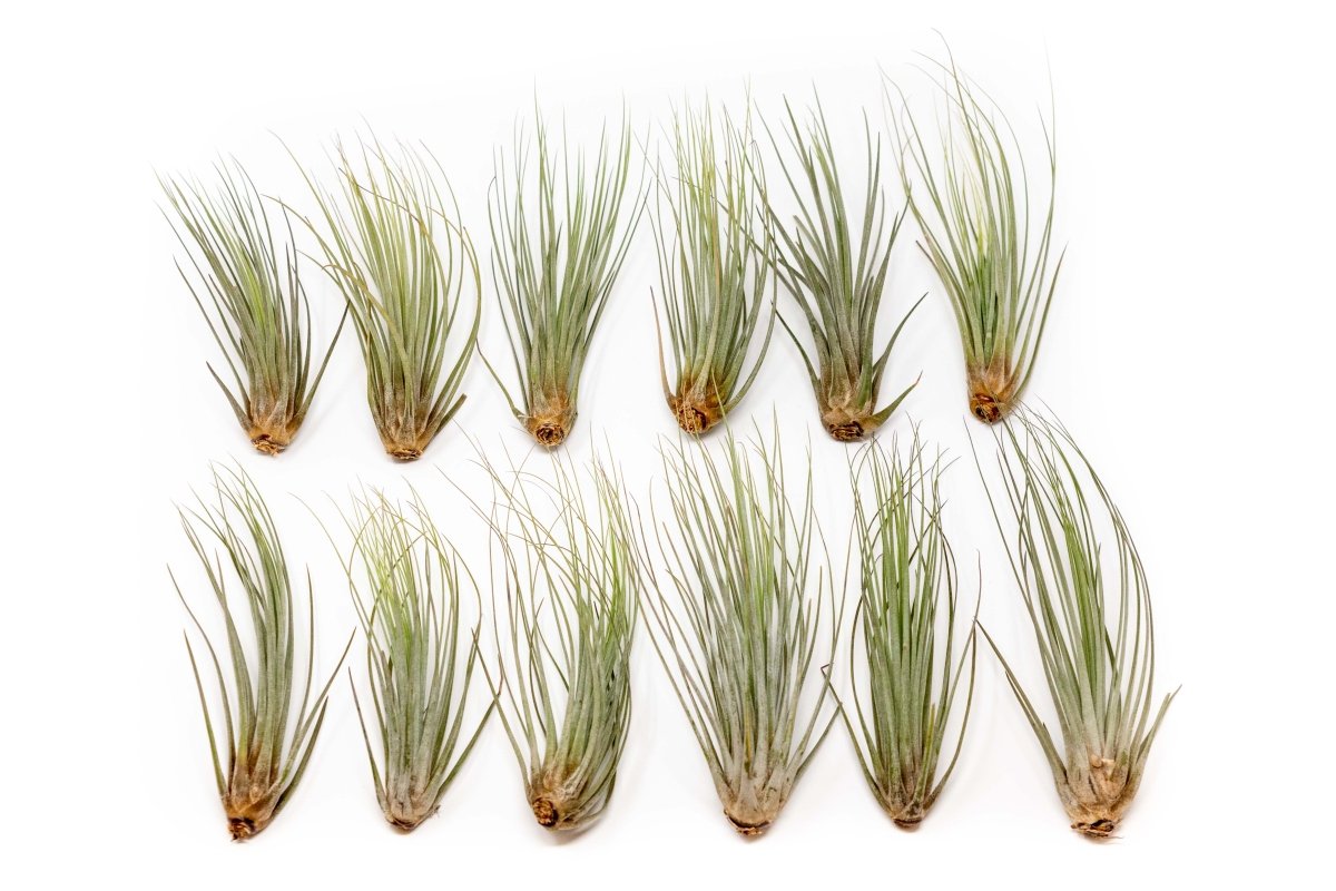 air plant set Set of 10