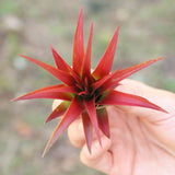 Large Tillandsia Red Abdita Air Plant - 1 Pack - Ed's Plant Shop