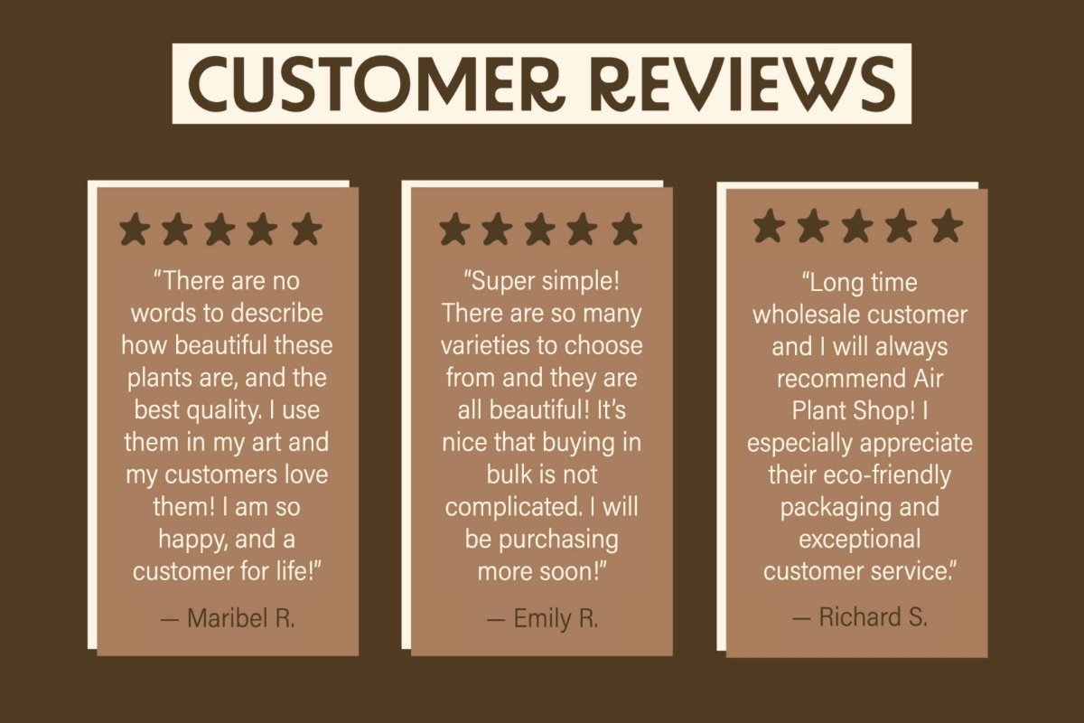 Large Tillandsia Red Abdita Air Plant - 1 Pack - Ed's Plant Shop