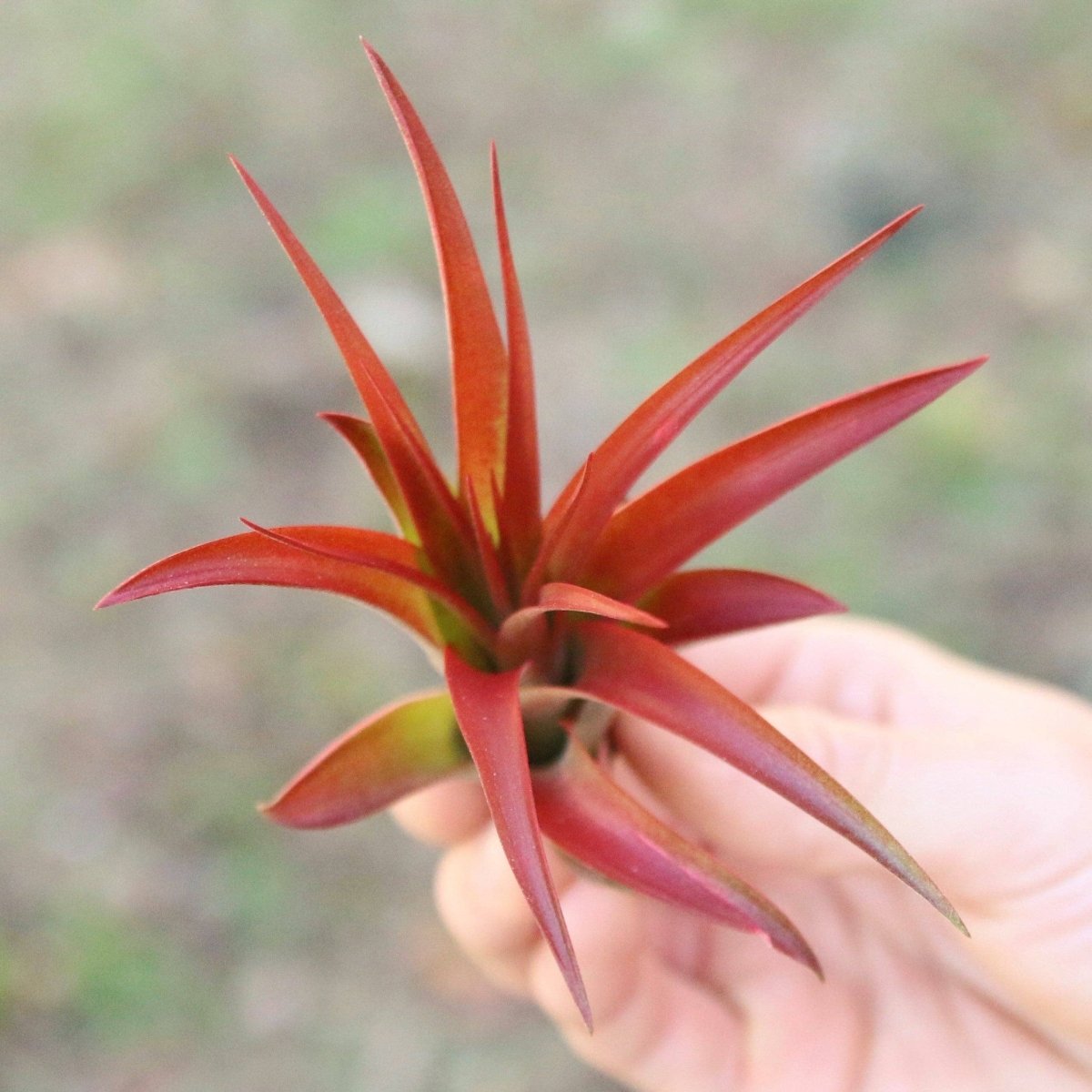 Large Tillandsia Red Abdita Air Plant - 1 Pack - Ed's Plant Shop