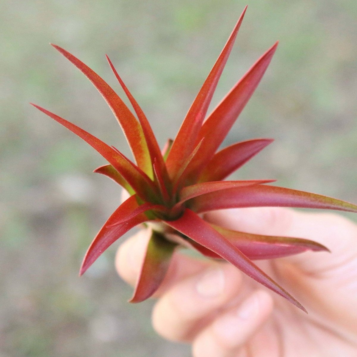Large Tillandsia Red Abdita Air Plant - 1 Pack - Ed's Plant Shop
