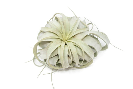 Large Tillandsia xerographica air plant resting on white surface with curled gray-green leaves.
